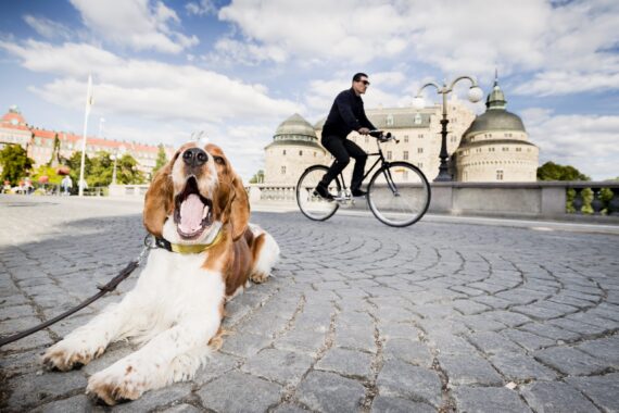 En man på cykel med Örebro slott i bakgrunden och en liggande hund i förgrunden.